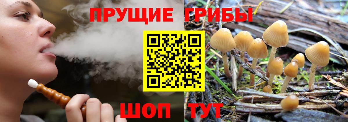 Галлюциногенные грибы Psilocybe  Псилоцибиновые грибы Psilocybe  Вход с VPN  Северск 